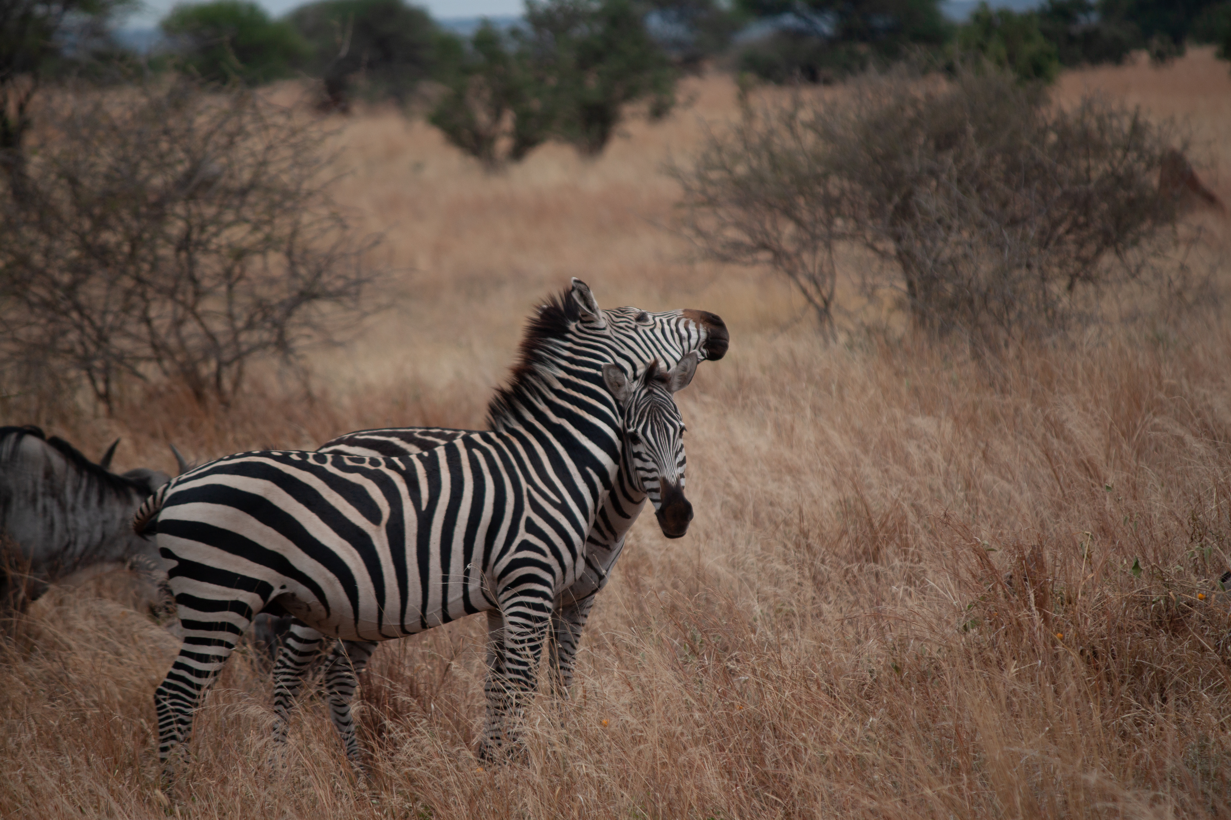 Two zebras a mom and a baby, snuggling their heads. The mom is facing to the right and the baby is facing the camera.