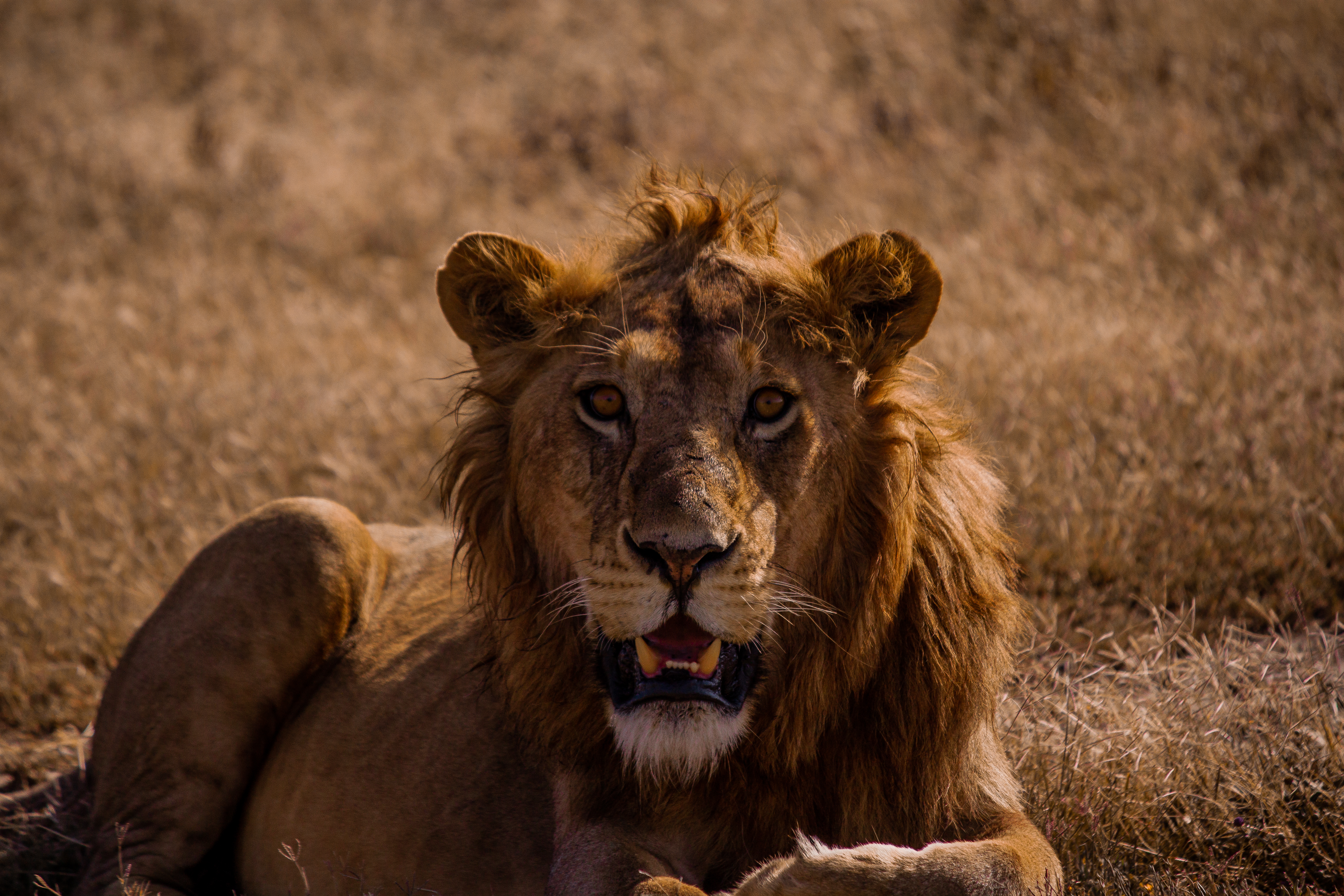 Lion laying down, staring directly into camera.