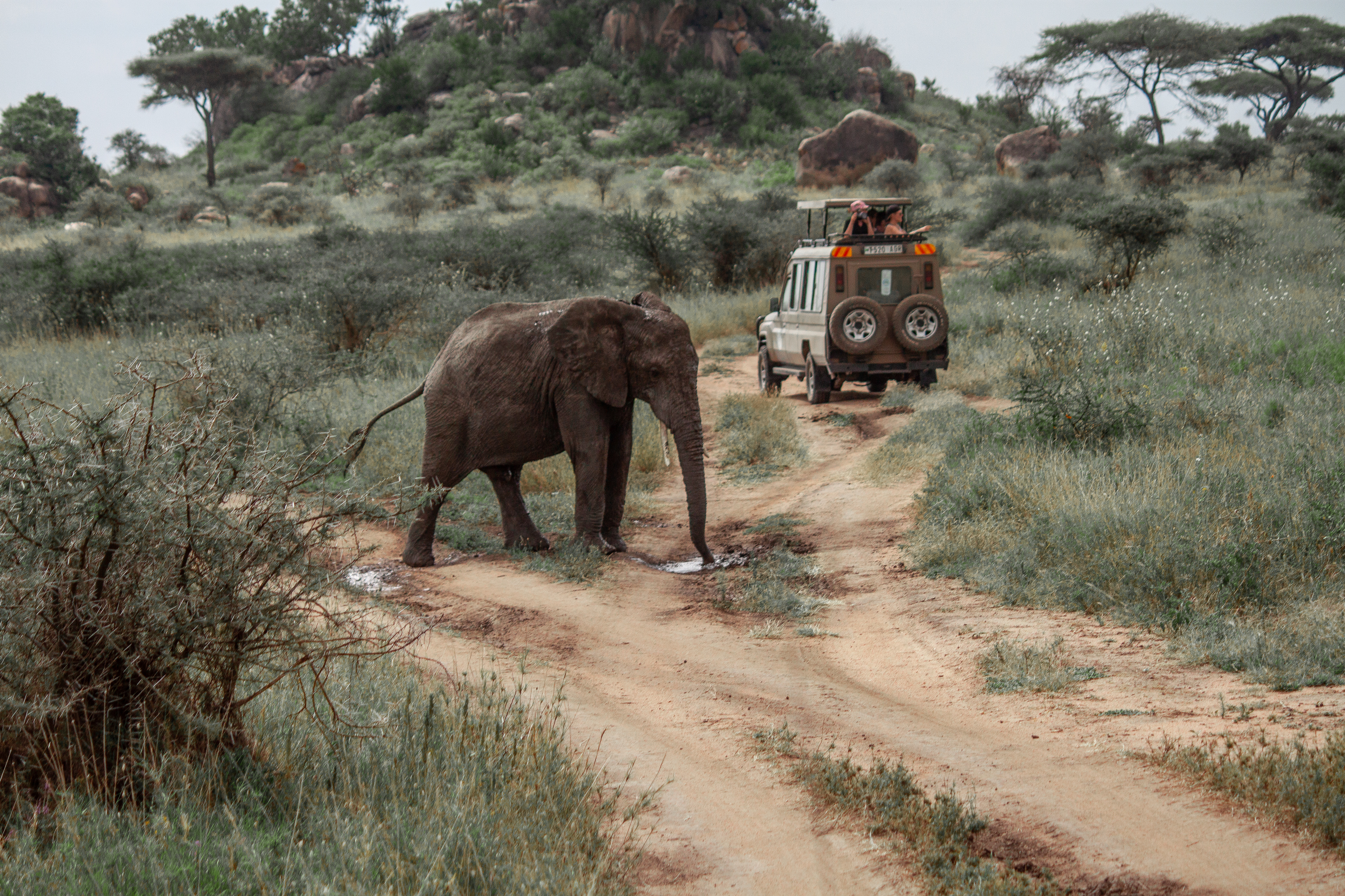 An elephan walking across a dirt road with a safari vechicle in the background.