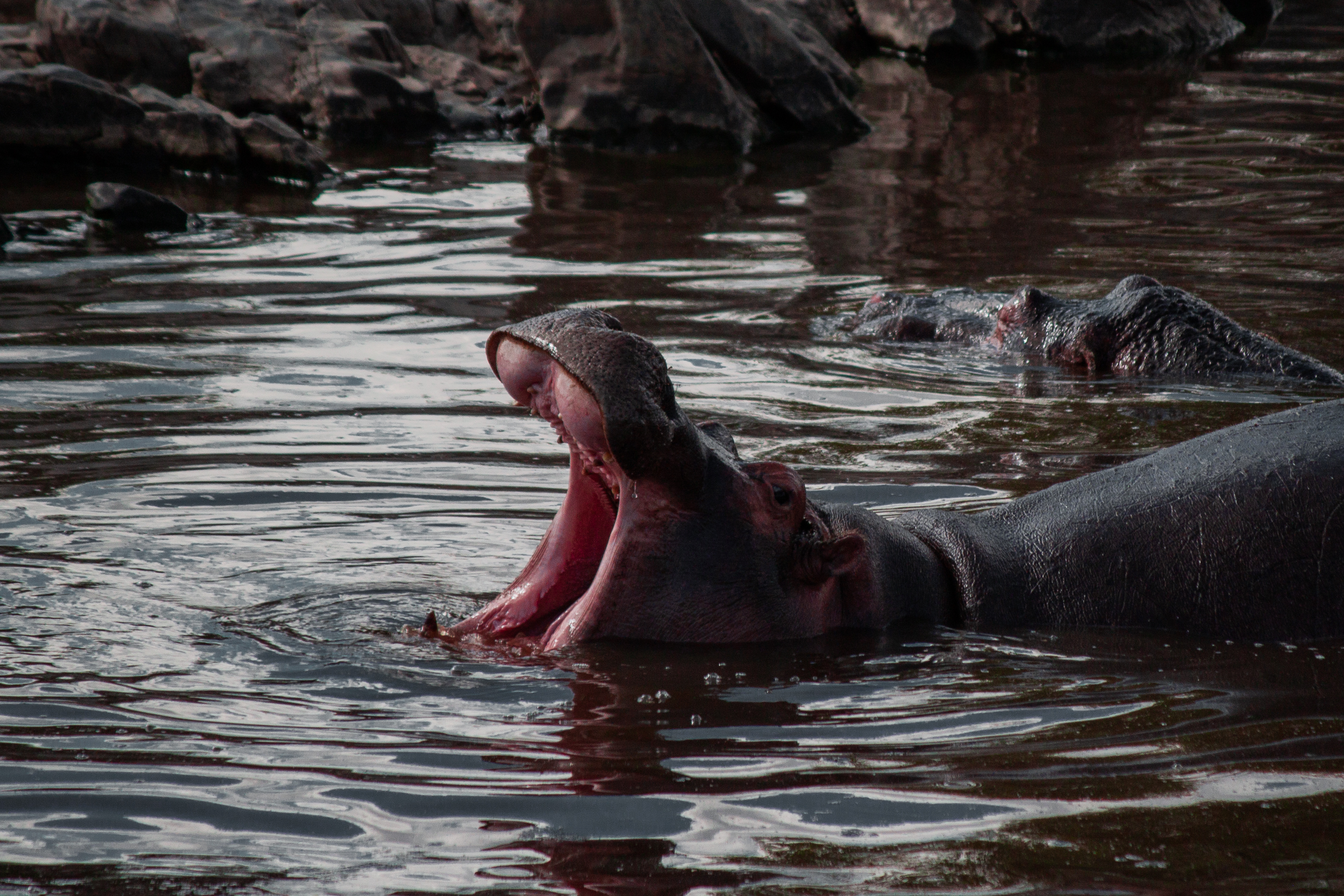 A hippo half-way submerged in water, yawning.