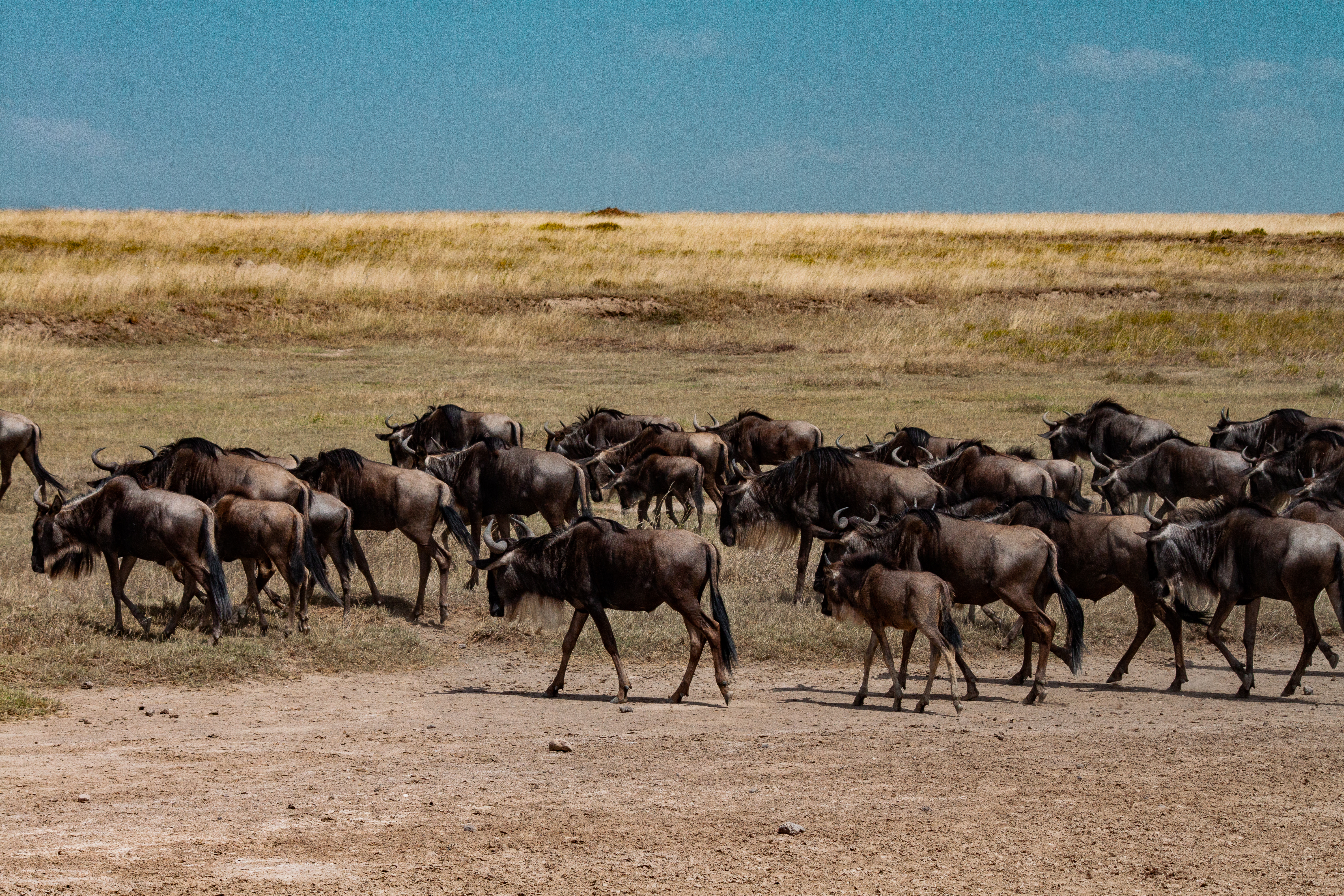 A pack of wildabeasts walking towards the left. There's a baby in the herd.